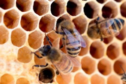 yellow-and-black-bee-on-yellow-and-black-surface.jpg yellow and black bee on yellow and black surface