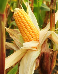 a-close-up-of-a-corn-on-the-cob.jpg a close up of a corn on the cob