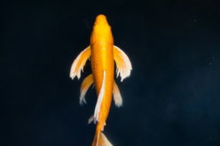 yellow-and-white-fish-in-water.jpg yellow and white fish in water
