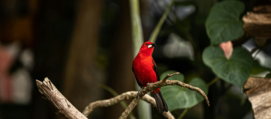 red cardinal perched on brown tree branch