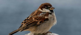 a small bird sitting on top of a rock