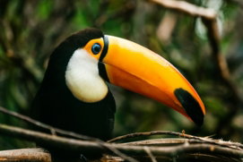 black yellow and red bird on brown tree branch