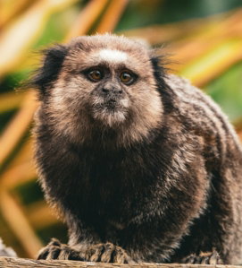 a small brown and white monkey