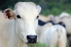 white-cow-on-green-grass-field.jpg white cow on green grass field